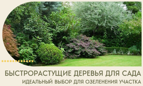 Быстрорастущие деревья для сада идеальный выбор в Алейске