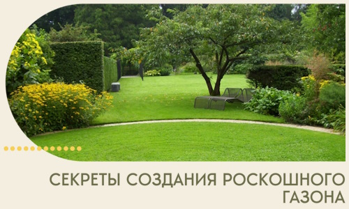Секреты создания роскошного газона в Алейске